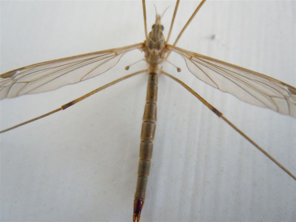 Tipula sp.